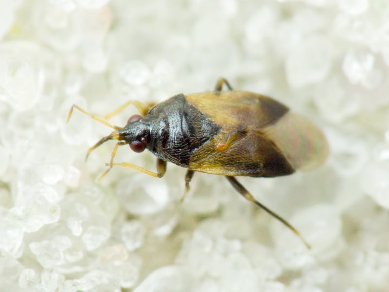 Anthocoridae Fieber, 1837